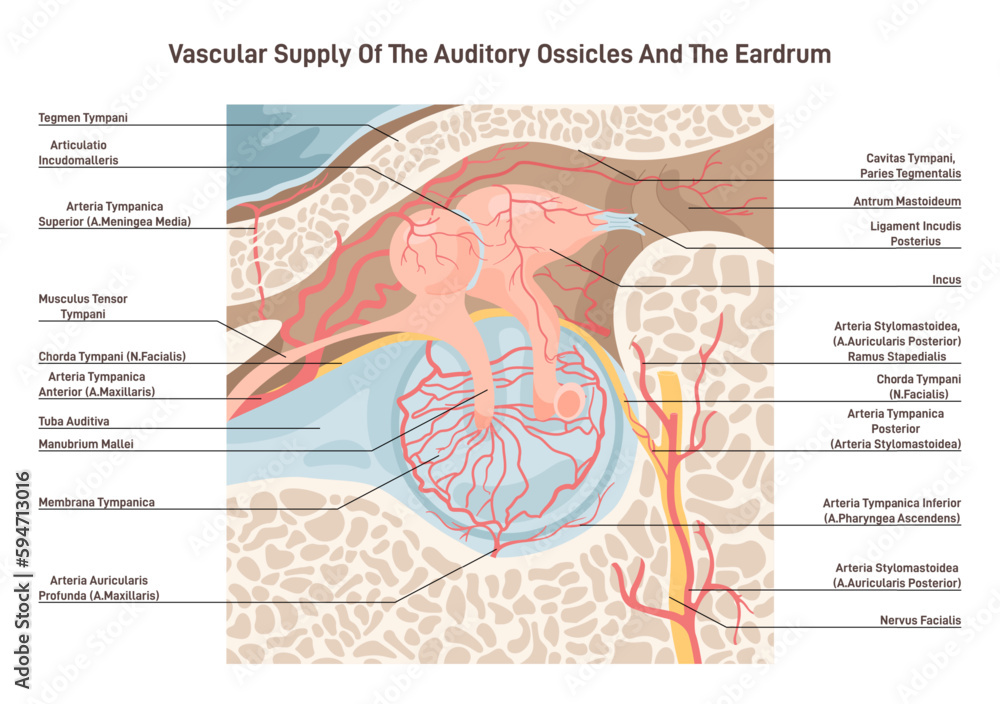 Auditory ossicles and eardrum blood supply. Middle ear cavity veins