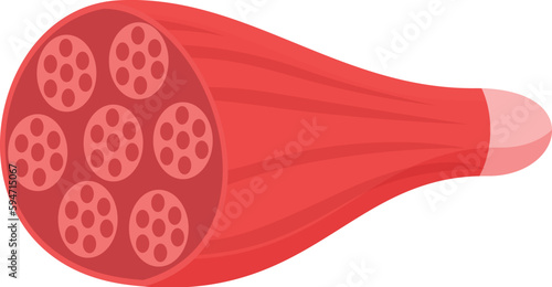 Red muscle fiber icon cartoon vector. Strong arm. Hand body flex