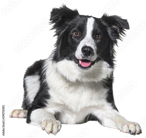 border collie panting, lying down, isolated on white