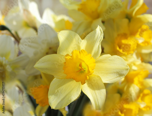 Springtime yellow narcissus flower