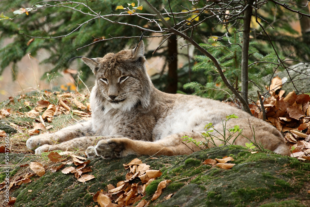 Naklejka premium Lynx couché