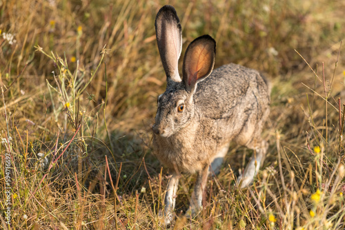 Bunny rabbit jackrabbit in the wilderness