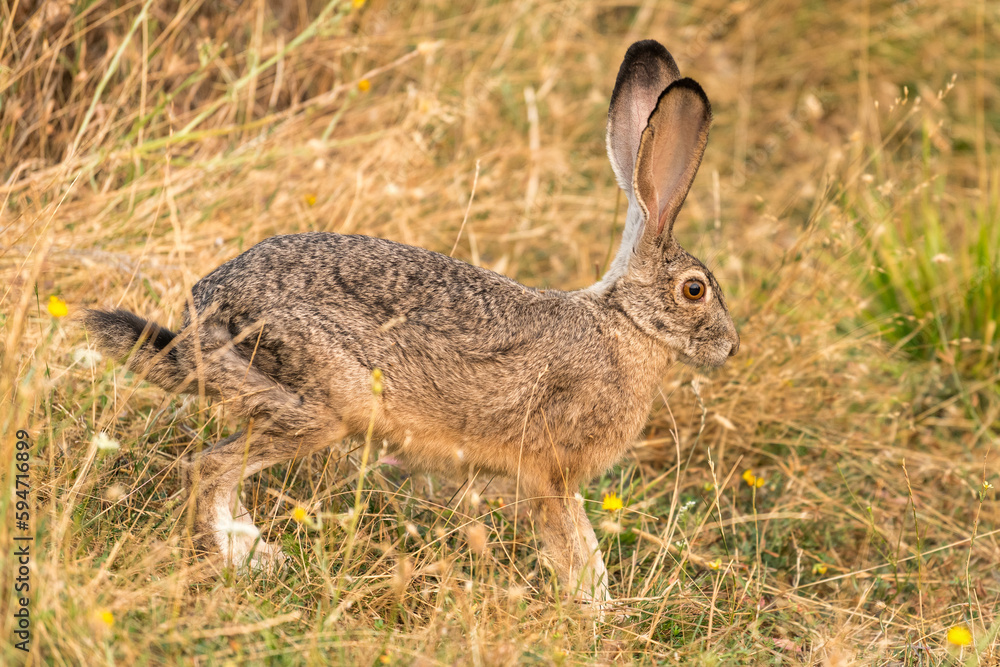 Bunny rabbit jackrabbit in the wilderness Bunny rabbit jackrabbit in the wilderness