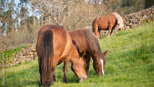 Wallpaper Mural Caballos  marrones en ladera de monte verde Torontodigital.ca