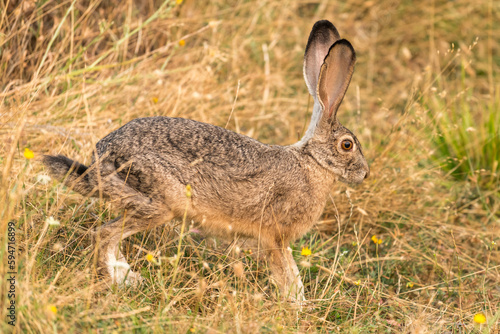 Bunny rabbit jackrabbit in the wilderness