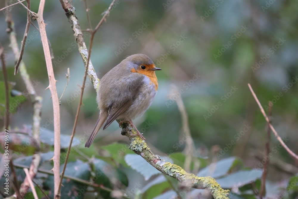 Closeup of a European robin perched on the branch. Erithacus rubecula. Closeup of a European robin perched on the branch. Erithacus rubecula.
