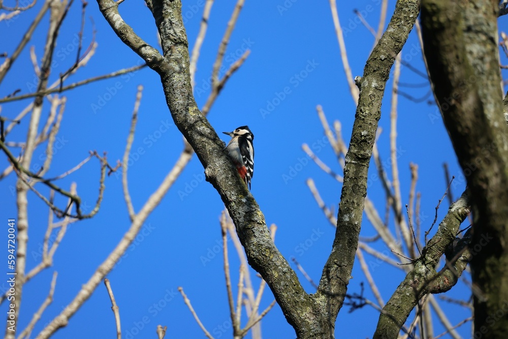 Great spotted woodpecker perched on a tree branch against the background of the blue sky. Great spotted woodpecker perched on a tree branch against the background of the blue sky.