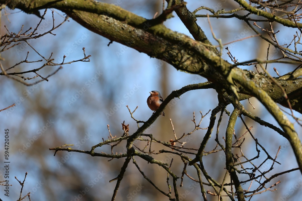 Male common chaffinch perched on a tree branch. Fringilla coelebs. Male common chaffinch perched on a tree branch. Fringilla coelebs.