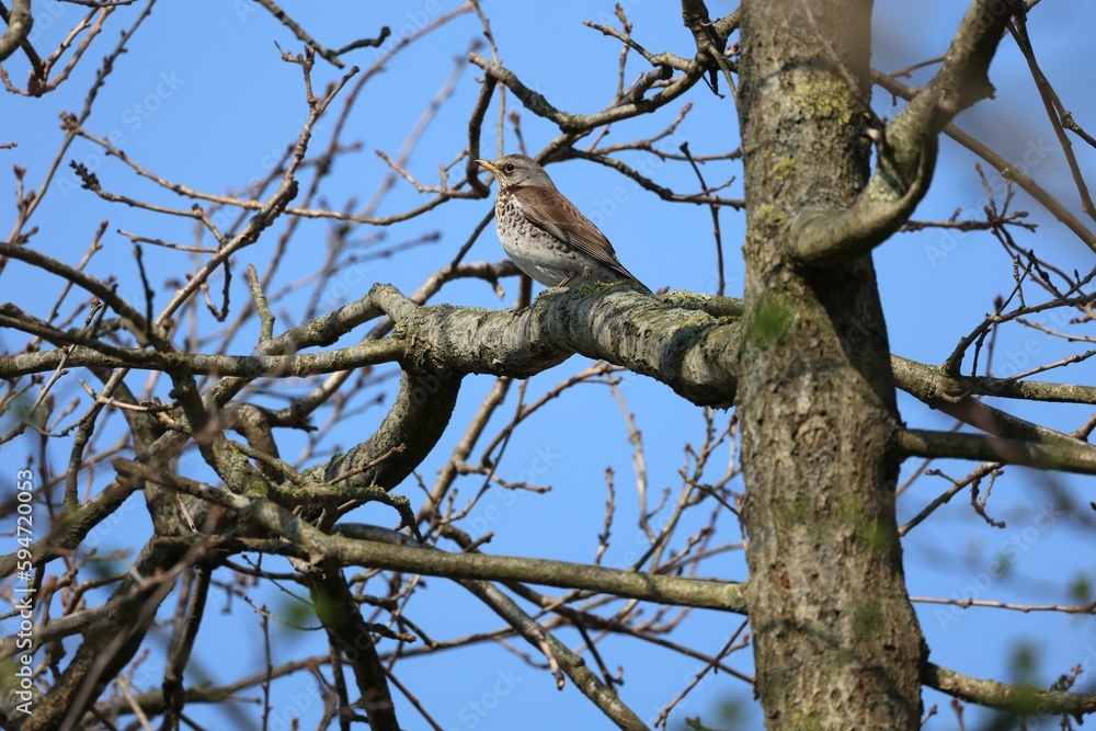 Song thrush, Turdus philomelos perched on a branch of a tree. Song thrush, Turdus philomelos perched on a branch of a tree.