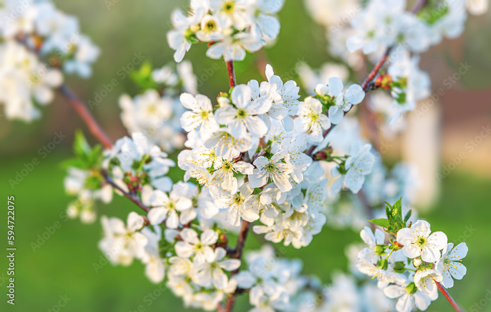 Cherry blossom tree against blue sky spring background. Blooming white tree against the blue sky.