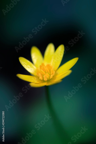 Colorful spring blossom in the garden