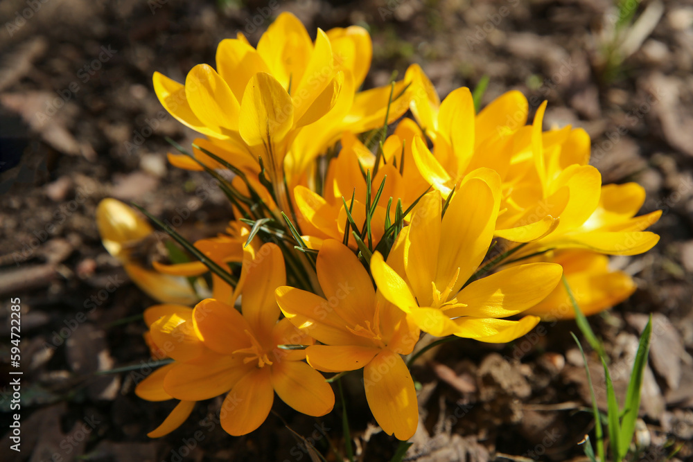 Blurred floral background, crocus flowers on a sunny day Blurred floral background, crocus flowers on a sunny day