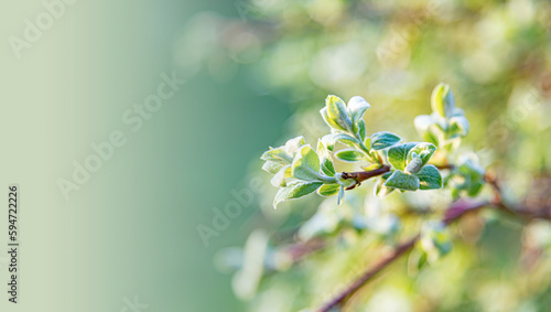 Green young leaves on a branch of a plant as a background. Branches of flowering pears on green background