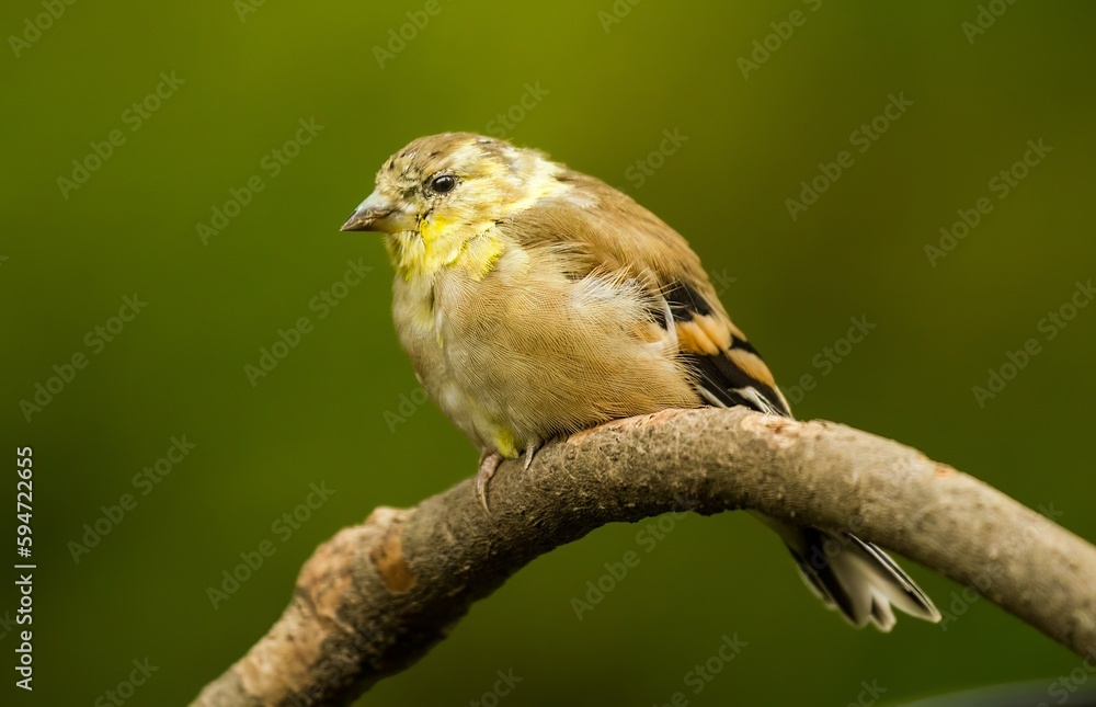 Obraz premium A female immature American Goldfinch in the fall season