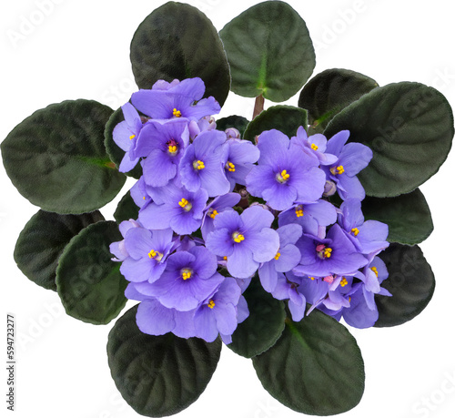 Blue Violet Saintpaulia flower isolated. African Saintpaulia houseplant. Top view. photo