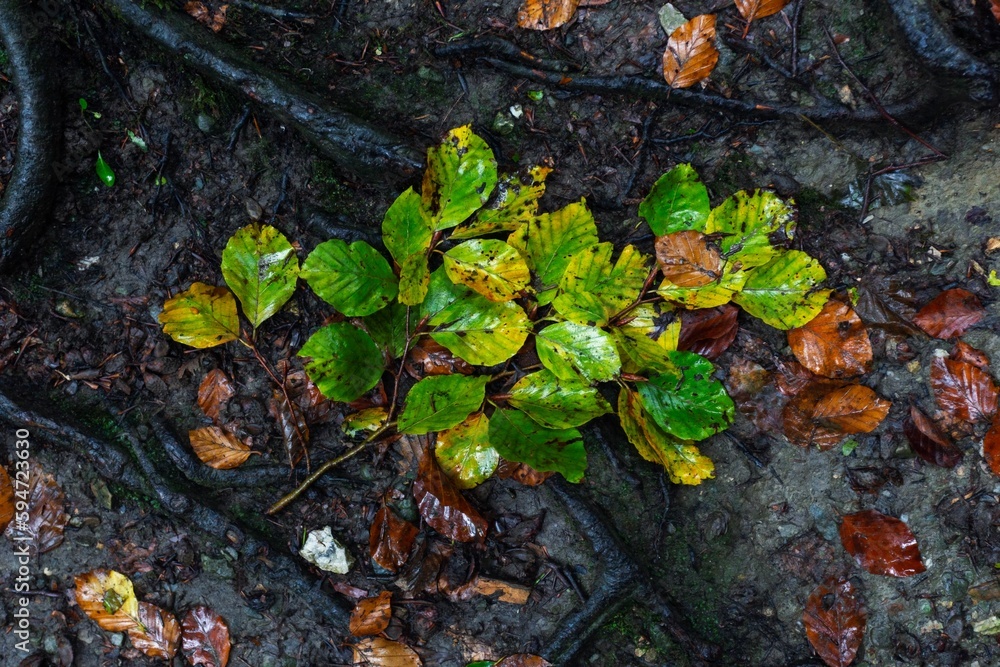 Vertical shot of leaves growing on the wet ground in autumn Vertical shot of leaves growing on the wet ground in autumn