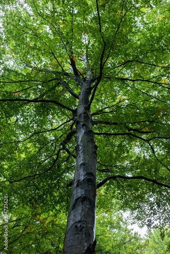 Low angle shot of trees growing in a forest in the daylight - great for wallpapers