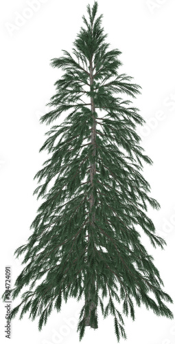 Abies tree. 3D rendering il...