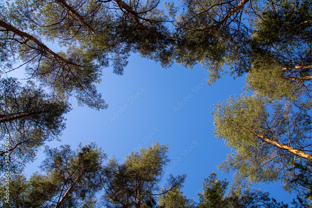 low angle view of pine trees and blue sky. great nature background. low angle view of pine trees and blue sky. great nature background.