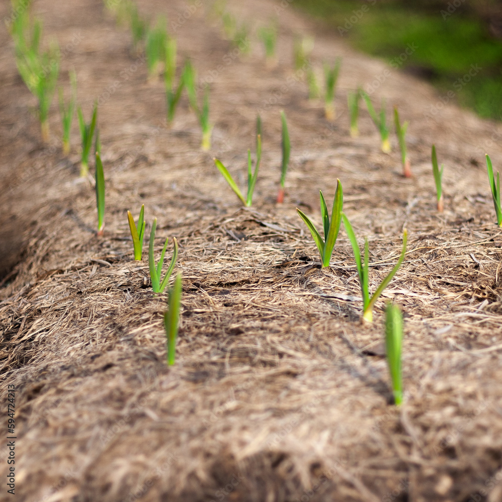 garlic shoots garlic shoots