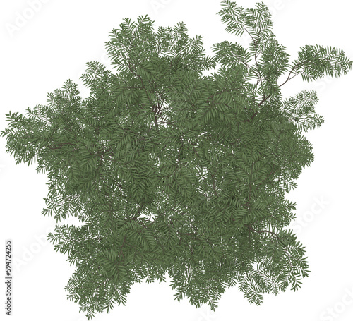 Aralia tree. Top view.