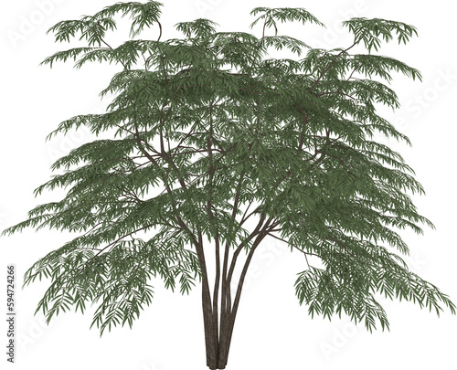 Aralia tree. 3D rendering i...