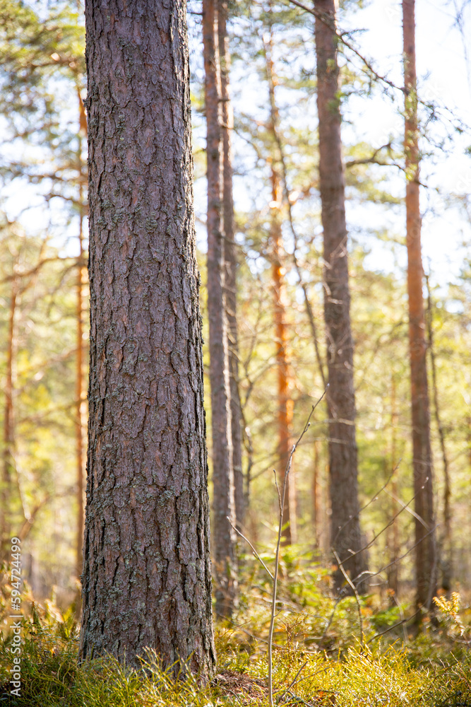 Obraz premium close up of pine tree trunk in forest during sunny day