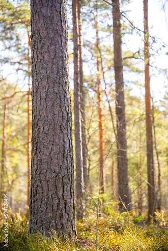 close up of pine tree trunk in forest during sunny day