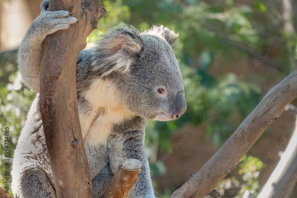 Fototapeta premium Koala Closeup Portrait series