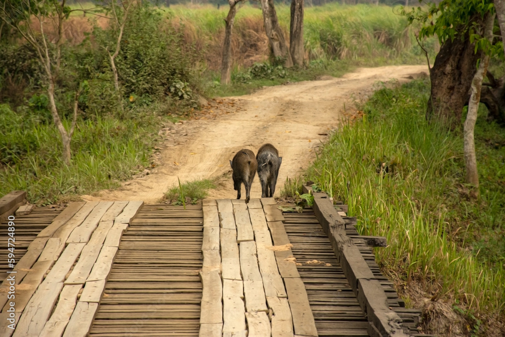 IndiClose up of a Indian Wild Boar - Sus scrofa cristatus crossing the safari track at Kaziranga National Park. IndiClose up of a Indian Wild Boar - Sus scrofa cristatus crossing the safari track at Kaziranga National Park.