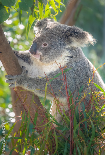 Fototapeta Naklejka Na Ścianę i Meble -  Koala Closeup Portrait series