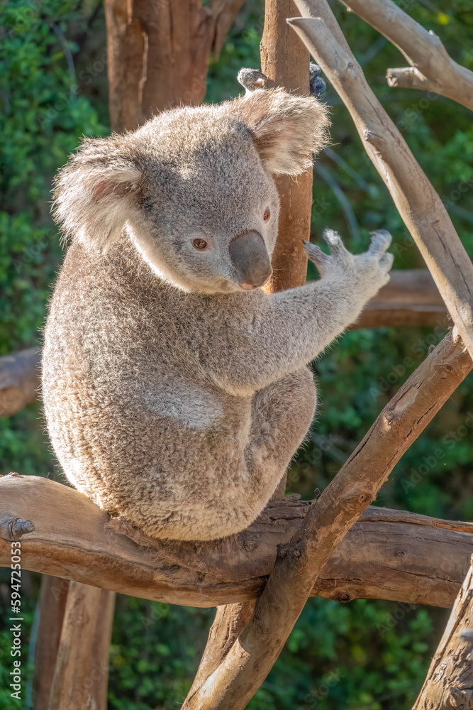 Fototapeta premium Koala Closeup Portrait series