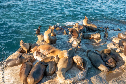 Large sea lion colonies on the shores of la Jolla Cove, San Diego, California, USA La Jolla Cove, San Diego, California, USA