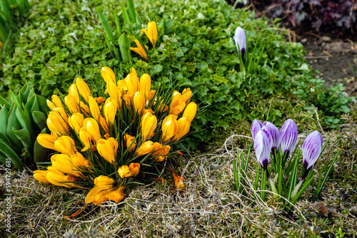 crocuses in the garden