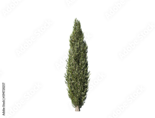 Cypress tree. 3D rendering ...