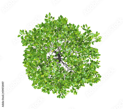 Quercus Rubra tree. 3D rendering illustration. Top view.