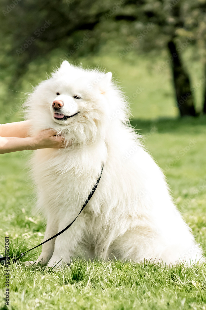 A young beautiful blonde in a long white dress with a homemade white fluffy dog Samoyed husky posing near a cherry blossom in the spring garden, picturesque landscape