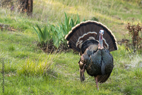 Wild turkey with tail feathers fanned out