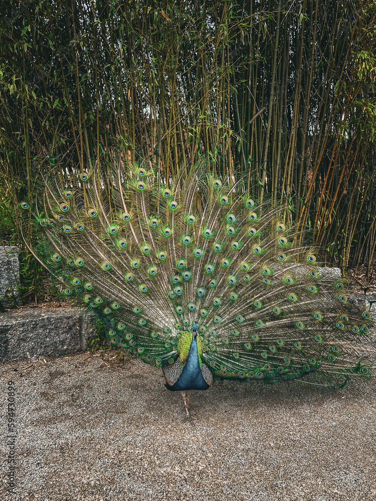 Obraz premium peacock with feathers