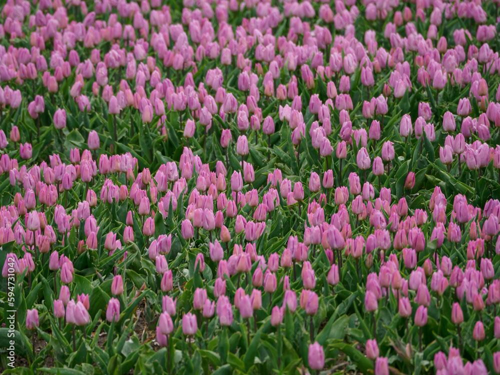 Tulpenfelder in den Niederlanden Tulpenfelder in den Niederlanden