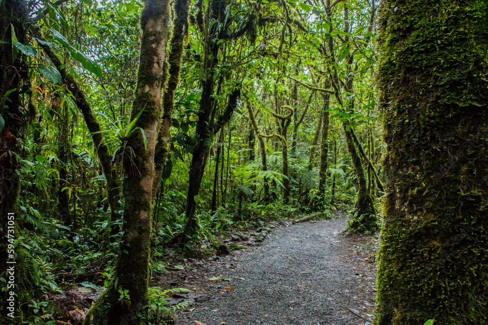 Naklejka premium Close up in the rainforest of Costa Rica