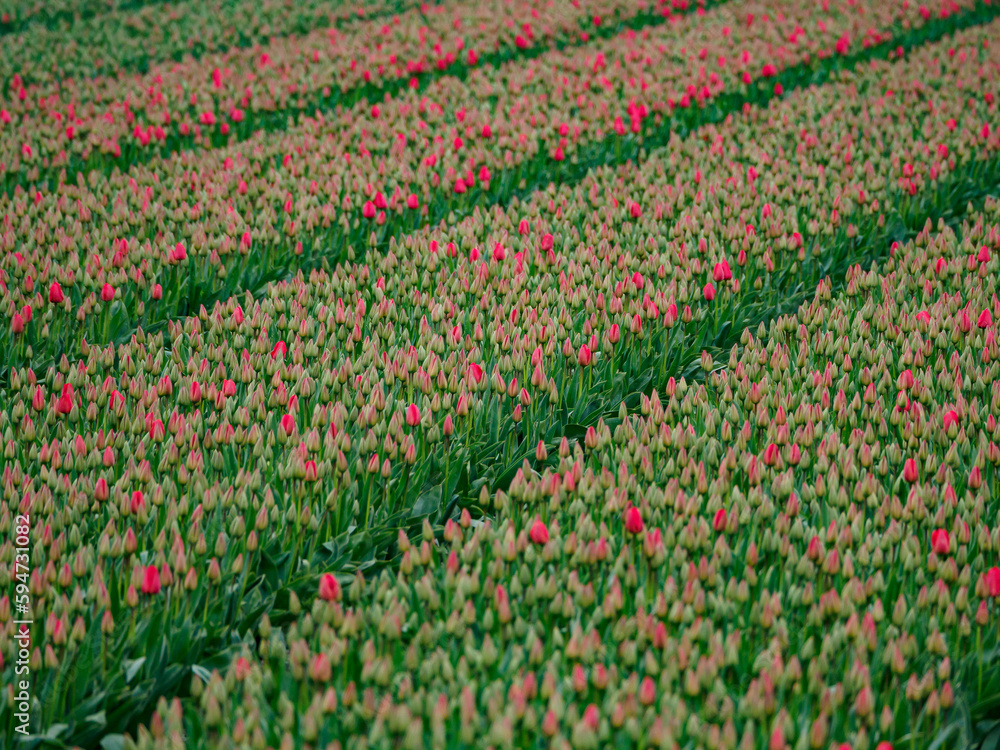 Tulpenfelder in den Niederlanden