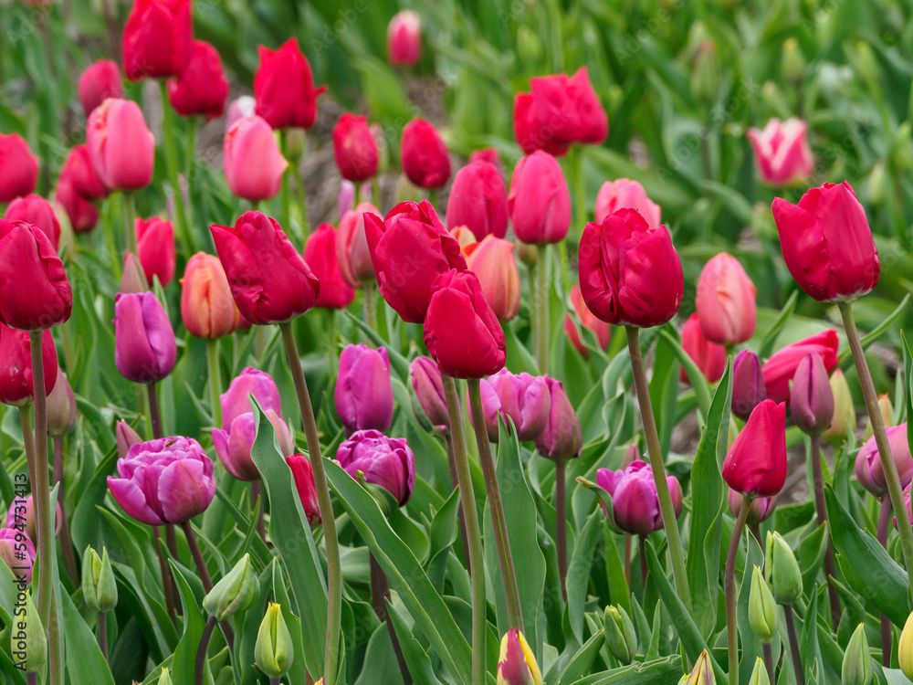 Tulpenfelder in den Niederlanden