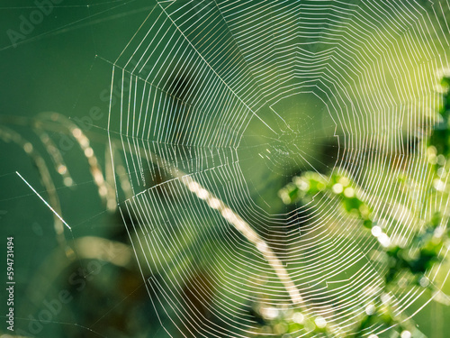Sonnenbeschienenes Spinnennetz vor herrlich grünen Hintergrund mitten in der Natur