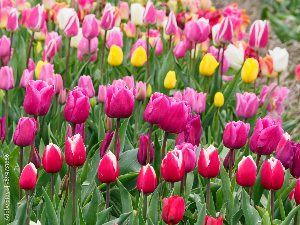 Tulpenfelder in den Niederlanden Tulpenfelder in den Niederlanden