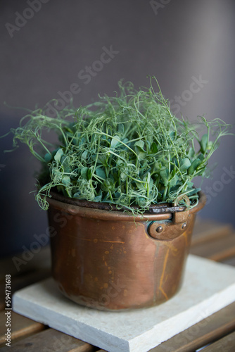 Fresh green peas microplants put in a copper cauldron sits on a wooden table. photo