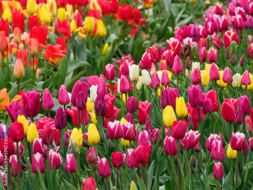 Tulpenfelder in den Niederlanden