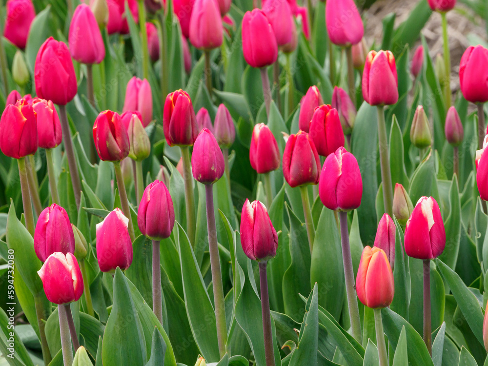 Tulpenfelder in den Niederlanden