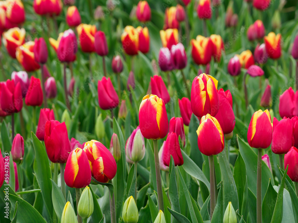 Tulpenfelder in den Niederlanden Tulpenfelder in den Niederlanden