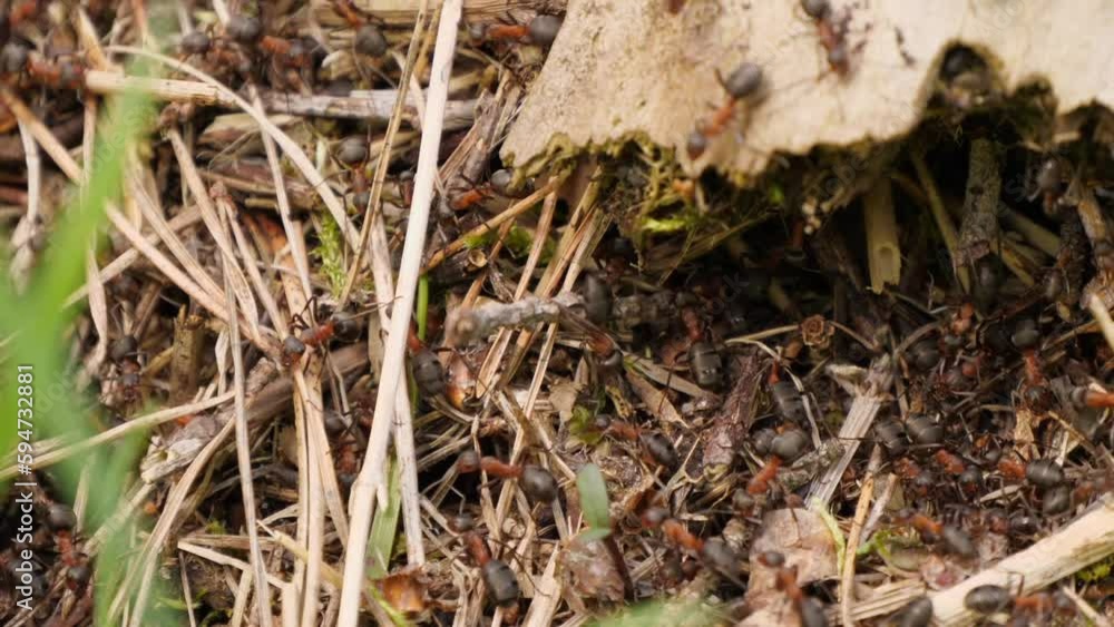 ants are building a new house ants are building a new house